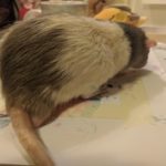 Este ratinho aprendeu a pintar e a internet está se derretendo de amor por ele