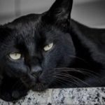 A triste vida dos gatos pretos durante o mês de outubro