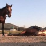 Vídeo viral mostra cavalo que se finge de morto quando tentam montá-lo