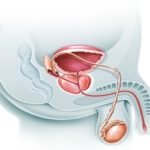 O que é a próstata e para que ela serve?
