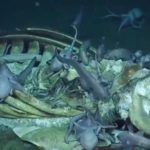 Vídeo mostra o que acontece quando uma baleia morre no fundo do mar