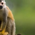 Um macaco pode ser melhor do que você para resolver problemas, segundo estudos