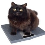 O peso dos gatos deve ser monitorado