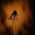 A história do homem que alega que seus gases matam mosquitos há 6 metros de distância