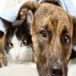 7 Doenças Que Seres Humanos, Gatos E Cachorros Têm Em Comum