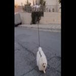 Em quarentena, homem leva cão para passear de drone