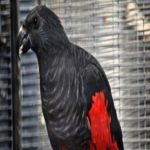 Conheça o papagaio drácula, a ave mais gótica do mundo
