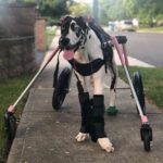 Cachorra tetraplégica que seria sacrificada se recupera