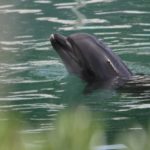 Golfinhos retornam aos canais de Veneza após isolamento de humanos
