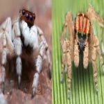 Várias Aranhas Totalmente Adoráveis Foram Descobertas Na Austrália