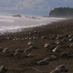 Com humanos isolados, tartarugas invadem costa da Índia em fenômeno raro