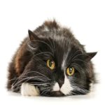 O que os gatos têm realmente a ver com o coronavírus?