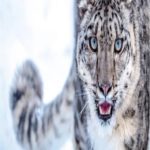 Ouça o Raro e Impressionante Chamado do Leopardo-das-Neves