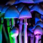Cientistas descobrem como Cogumelos Mágicos são ”Botão de Reset” do Cérebro