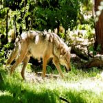 Lobo cinzento é visto pela 1ª vez em 100 anos no norte da frança