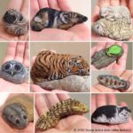 Japonesa dá vida a pedras pintadas como animais fofos