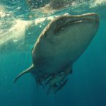 Resíduos da guerra fria ajudam a descobrir idade de tubarões-baleia