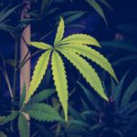 Afinal, a cannabis pode ajudar no tratamento da Covid-19?