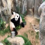 Após 13 anos de distanciamento social, os pandas gigantes finalmente se acasalam durante o pacífico fechamento do zoológico COVID-19