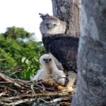 Fotógrafo consegue imagem rara de harpia e filhote no ninho