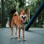 Na china, cães ganham status de animais de estimação