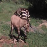Filhote híbrido de zebra e burro nasce em parque no Quênia