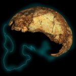 Crânio de criança pode ser o fóssil mais antigo de homo erectus