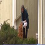 Este cão diligente está entregando mantimentos, refeições e correspondência para o vizinho mais velho em quarentena