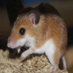 Já não é mais irreversível: ratos cegos vêem novamente graças ao novo método de sintetizar células perdidas