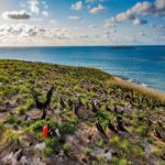 “Brasil Selvagem”: 3ª temporada mostra biodiversidade da costa brasileira