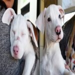 Abandonados, cachorra muda e cega e seu irmão ‘cão-guia’ são adotados nos EUA