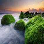 Descoberta alga que pode ter dado origem às plantas terrestres