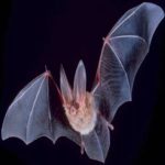 Morcegos e espécies de coronavírus convivem há milhões de anos, diz estudo