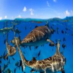 Estudo ‘Landmark’ conclui que a vida marinha nos oceanos do mundo pode se recuperar até 2050