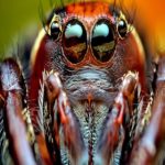 Curiosidades sobre as aranhas mais venenosas do mundo