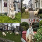 Cabras de Llandudno: Cabras da montanha “dominam” a cidade costeira de Gales durante o bloqueio de coronavírus