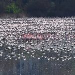 Flamingos criam grupinhos de ‘melhores amigos’ em meio a bando, aponta estudo