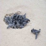Praias vêem grande aumento nos ninhos de tartarugas-de-couro após restrições de viagens na Flórida e na Tailândia