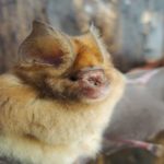 Pesquisadores descobrem pelo menos 4 novas espécies de morcego
