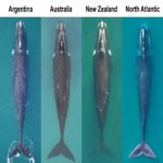 Baleias-francas do Atlântico Norte estão vivendo em más condições