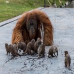 Orangotangos e lontras criam amizade inesperada em zoo da Bélgica