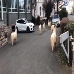 Com ruas vazias, cabras fazem a festa no País de Gales
