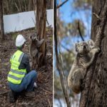 Coalas resgatados em ‘megaincêndio’ na Austrália voltam à natureza 3 meses depois