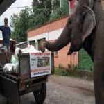Quando o comércio turístico em colapso deixa os elefantes com fome, mulher cria solução ganha-ganha com agricultores locais
