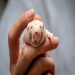 Ratos-pelados usam dióxido de carbono para evitar convulsões