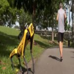 Em singapura, cão robô impõe o distanciamento social em parque