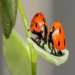 Cientistas alertam para consequências da extinção dos insetos