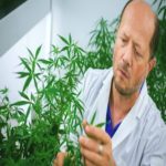 Cientistas estudam meios de cannabis ajudar no tratamento contra Covid-19, no Canadá