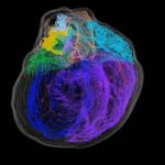 Primeiro mapa 3D de neurônios do coração revela complexidade do órgão