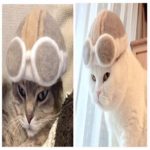 Casal japonês usa a pelagem de seus gatos para fazer chapéus caprichosos que os felinos gostam de usar